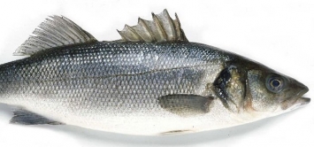 Branzino