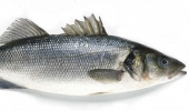 Branzino