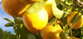 Limoncello