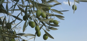 Oliwa z oliwek, smak południowego szczęścia