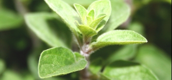 Oregano